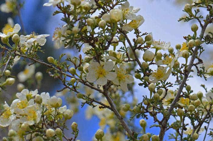 Photographs shows Cliffrose (Purshia stansburiana flowers, buds, green leaves with whitish bottoms and grayish colored twigs.